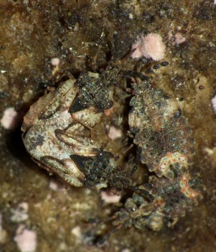 Aradus depressus