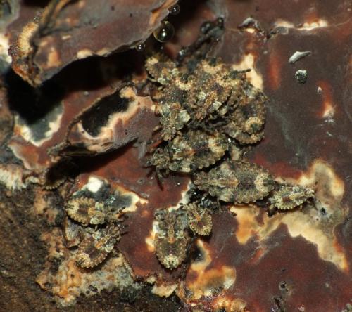 Aradus depressus