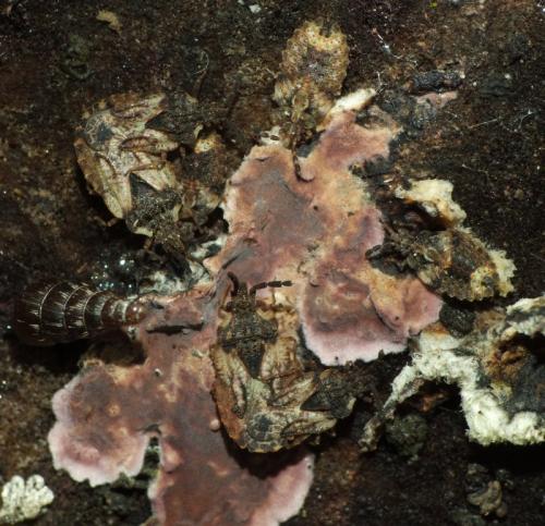 Aradus depressus