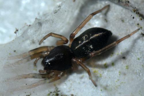 Cetonana laticeps