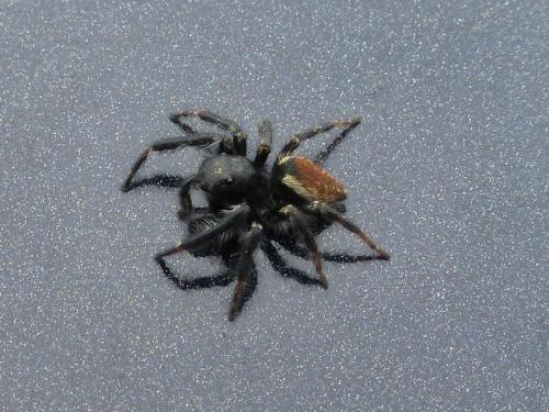 Réf. 139 778 : Carrhotus xanthogramma