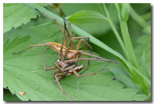 Pisaura mirabilis