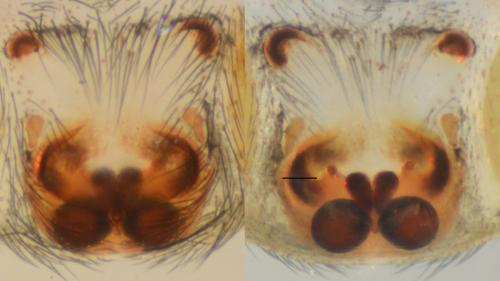 Zelotes gallicus