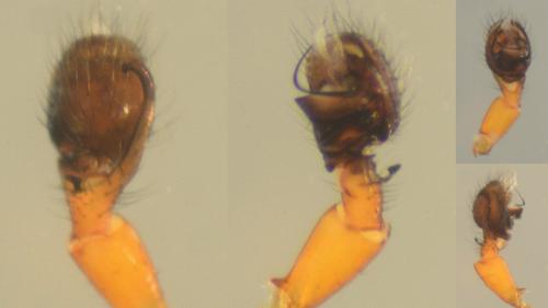 Hypomma bituberculatum