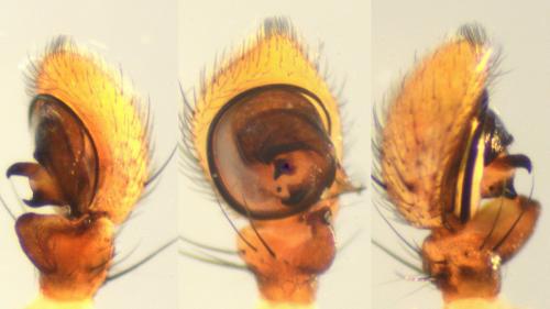 Xysticus ulmi