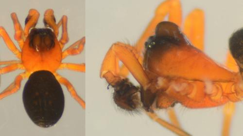 Hypomma bituberculatum
