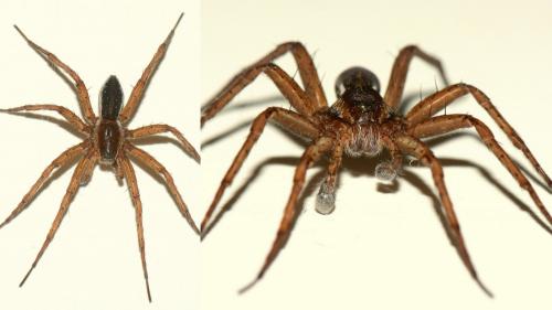 Dolomedes fimbriatus