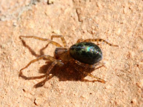 Réf. 139 226 : Amaurobius sp.