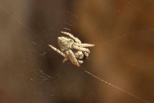 Socca pustulosa