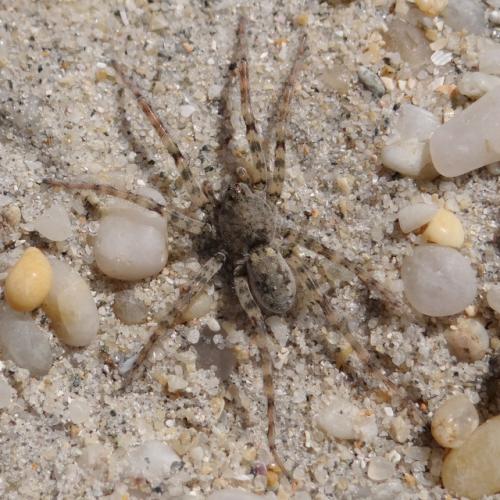 Réf. 139 255 : Arctosa sp.