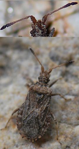 Arenocoris waltlii