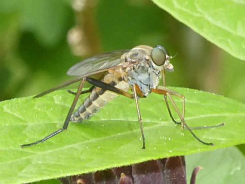 Rhagio sp.