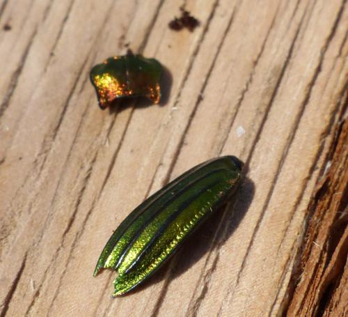 Carabus auronitens festivus