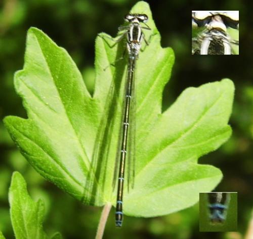 Coenagrion puella