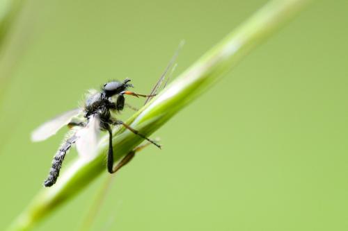 Réf. 139 249 : Bibio sp.
