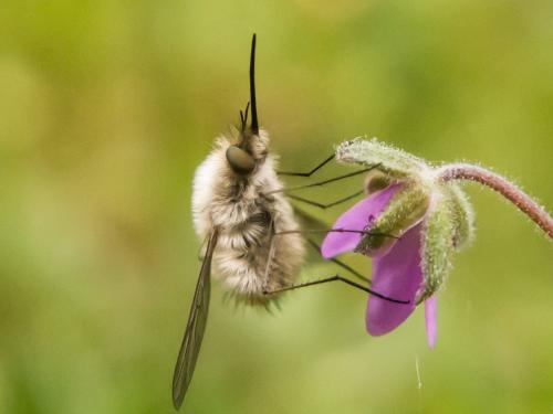 Réf. 139 664 : Bombylius sp.