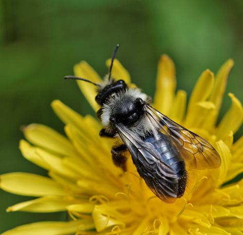 Andrena cineraria