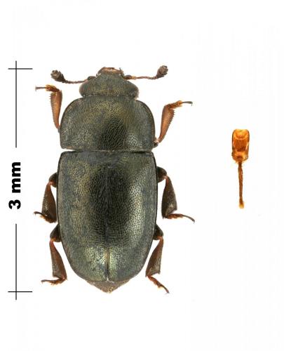 Brassicogethes aeneus