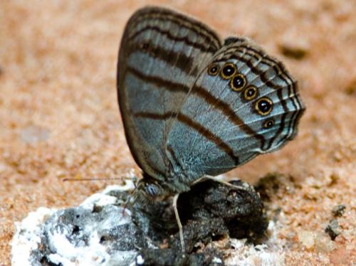 Caeruleuptychia tenera