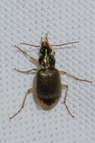 Réf. 139 052 : Chlaenius vestitus