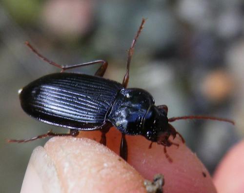 Nebria brevicollis