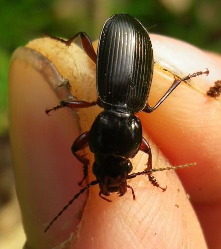 Pterostichus madidus