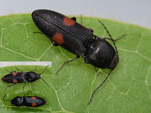 Cardiophorus biguttatus
