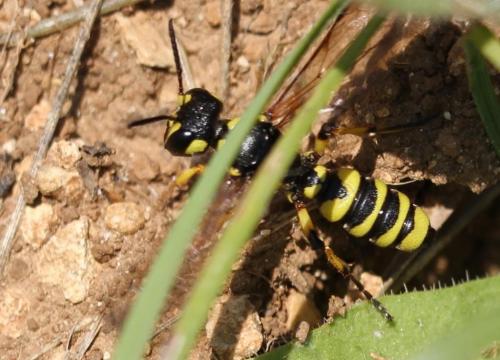 Cerceris arenaria