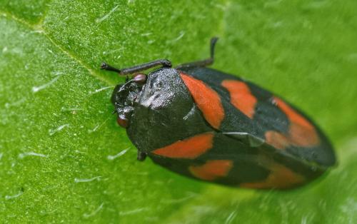 Réf. 139 358 : Cercopis vulnerata