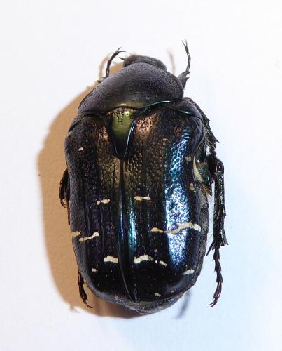 Réf. 139 728 : Cetonia carthami