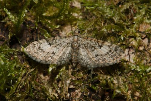 Réf. 139 150 : Eupithecia dodoneata