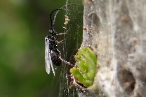 Réf. 139 603 : Microgastrinae inconnu