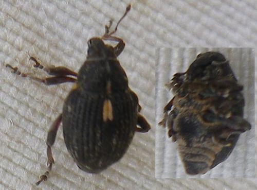 Rhinoncus sp.