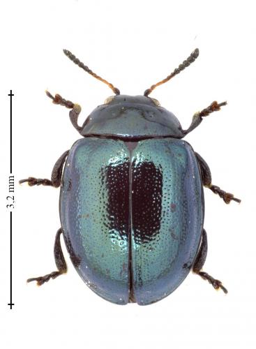Plagiodera versicolora