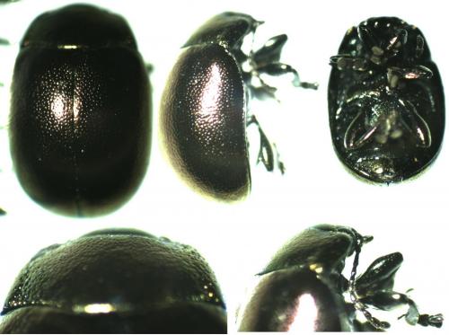 Réf. 139 843 : Chrysolina varians