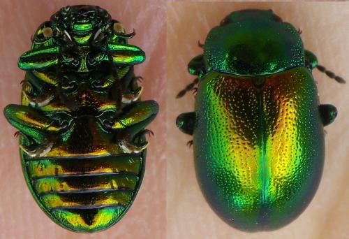 Chrysolina herbacea