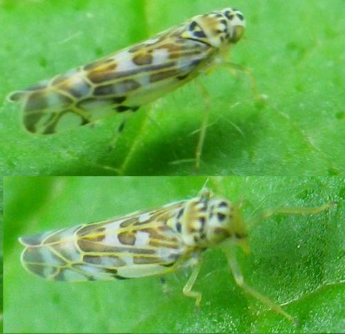 Réf. 139 220 : Eupteryx sp.