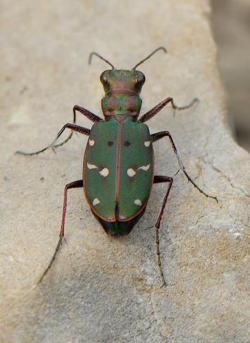 Réf. 139 084 : Cicindela maroccana pseudomaroccana