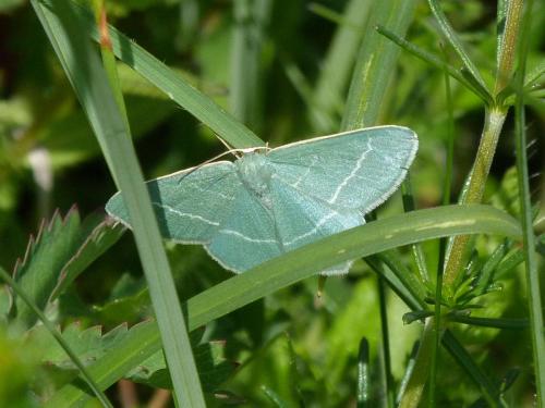 Réf. 139 879 : Chlorissa viridata