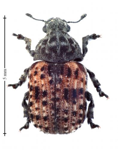 Anthribus fasciatus