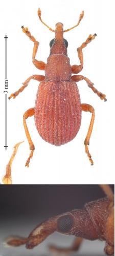 Apion cruentatum