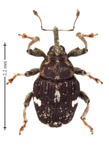 Mogulones asperifoliarum