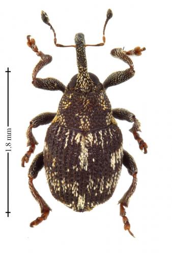 Réf. 139 513 : Coeliastes lamii
