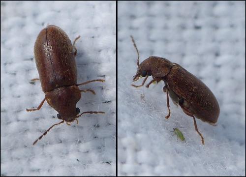 Ernobius mollis