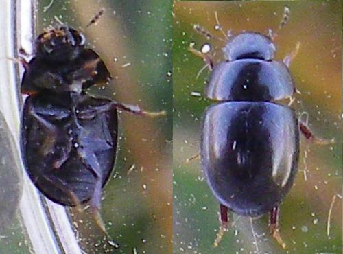 Coelostoma orbiculare