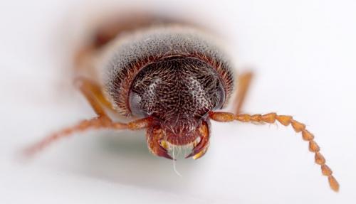 Agriotes acuminatus