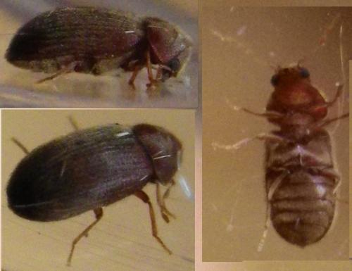 Stegobium paniceum