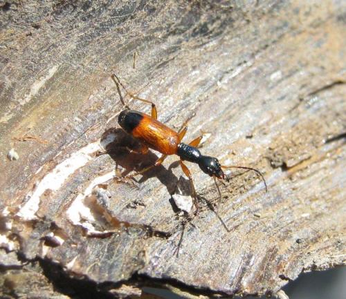Odacantha melanura