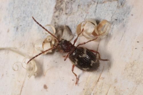 Réf. 139 947 : Ptinus rufipes