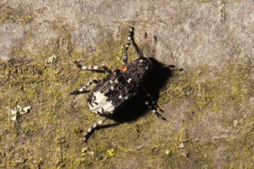 Réf. 139 888 : Tropideres albirostris
